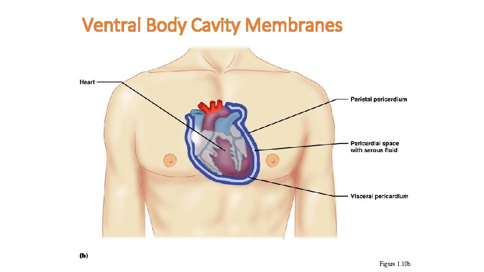 Ventral Body Cavity Membranes Figure 1. 10 b 