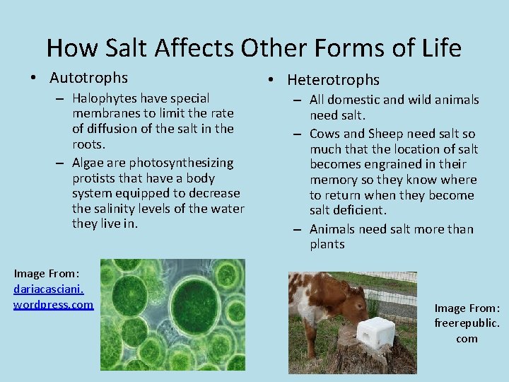 How Salt Affects Other Forms of Life • Autotrophs – Halophytes have special membranes