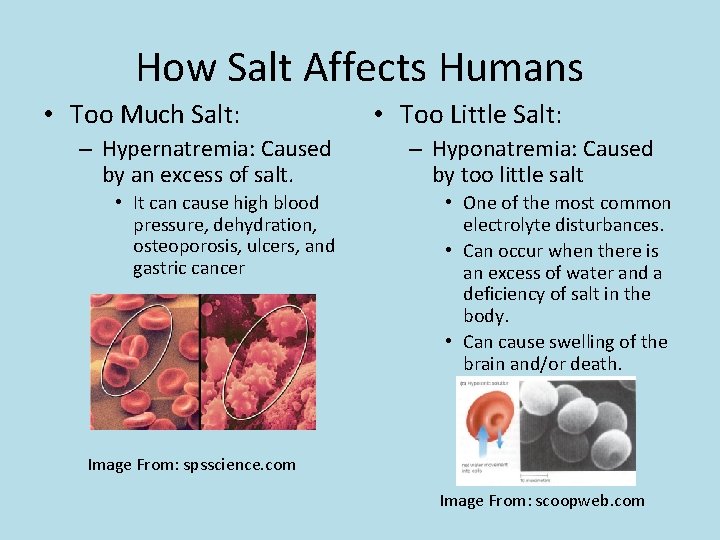 How Salt Affects Humans • Too Much Salt: – Hypernatremia: Caused by an excess