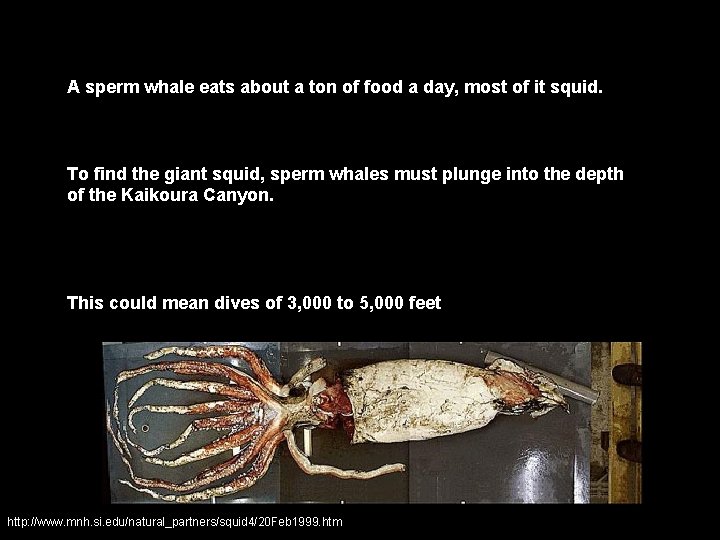A sperm whale eats about a ton of food a day, most of it