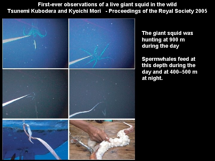 First-ever observations of a live giant squid in the wild Tsunemi Kubodera and Kyoichi