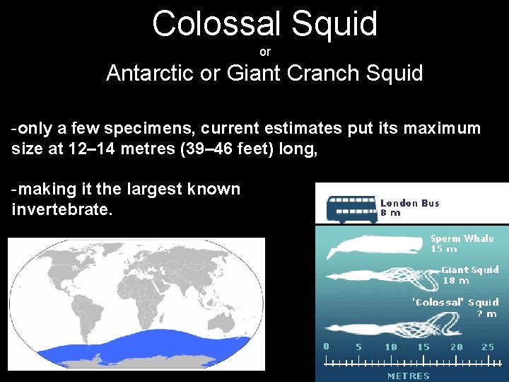 Colossal Squid or Antarctic or Giant Cranch Squid -only a few specimens, current estimates