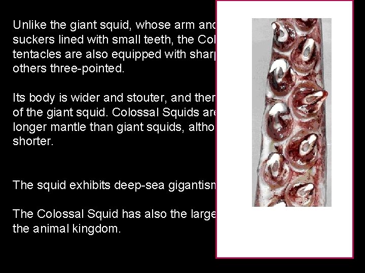 Unlike the giant squid, whose arm and tentacles only have suckers lined with small