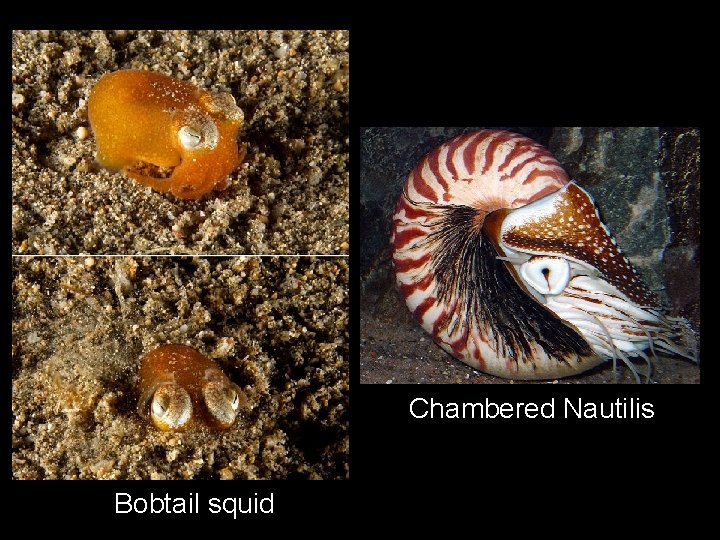 Chambered Nautilis Bobtail squid 