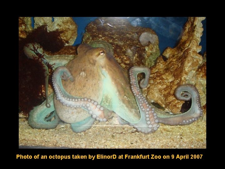 Photo of an octopus taken by Elinor. D at Frankfurt Zoo on 9 April