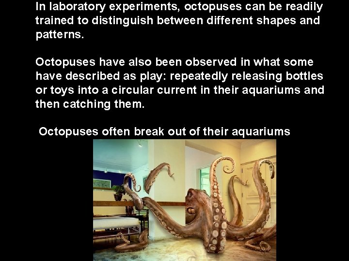 In laboratory experiments, octopuses can be readily trained to distinguish between different shapes and