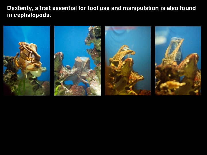Dexterity, a trait essential for tool use and manipulation is also found in cephalopods.
