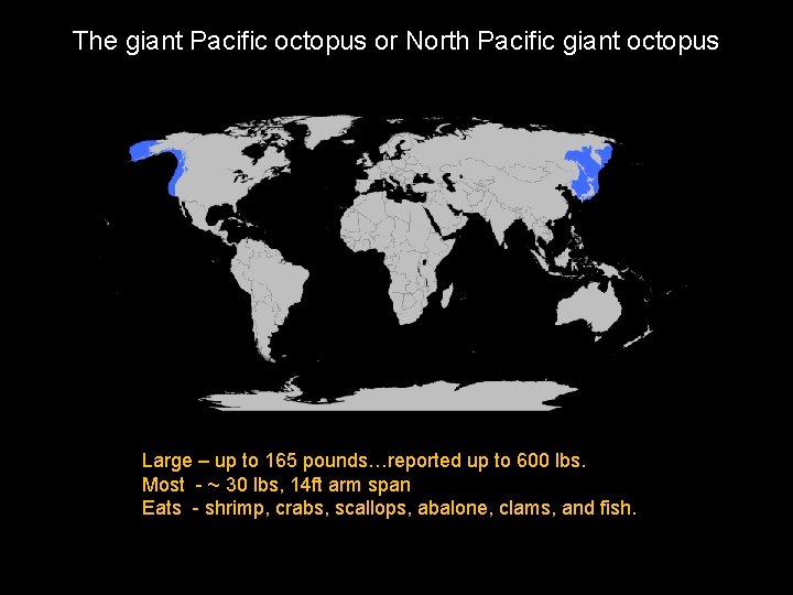 The giant Pacific octopus or North Pacific giant octopus Large – up to 165