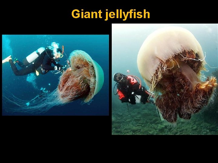 Giant jellyfish 