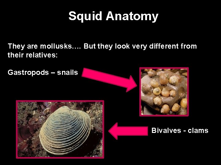 Squid Anatomy They are mollusks…. But they look very different from their relatives: Gastropods