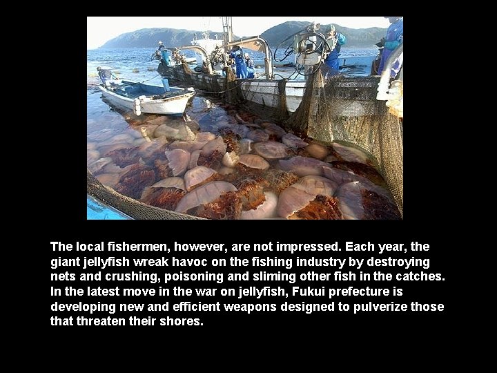 The local fishermen, however, are not impressed. Each year, the giant jellyfish wreak havoc