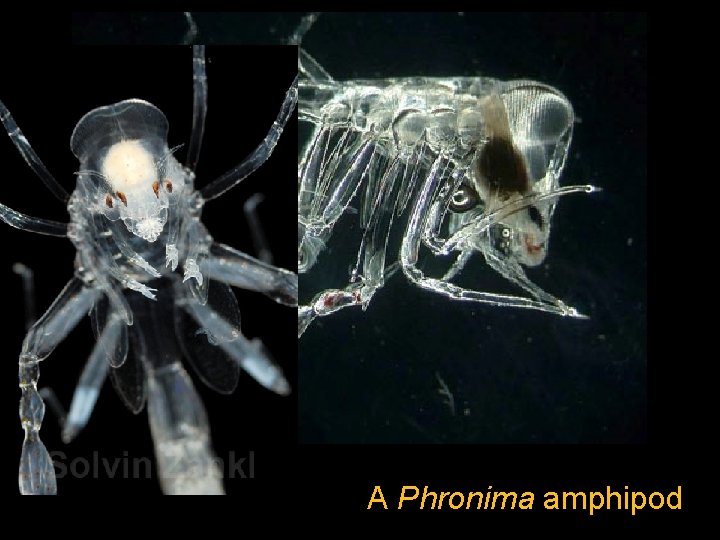 A Phronima amphipod 