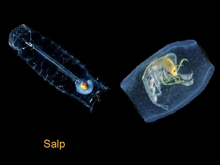 Salp 