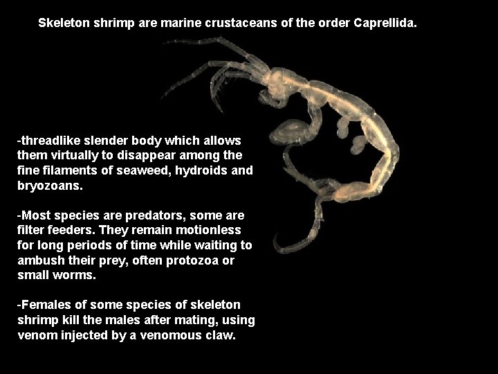 Skeleton shrimp are marine crustaceans of the order Caprellida. -threadlike slender body which allows