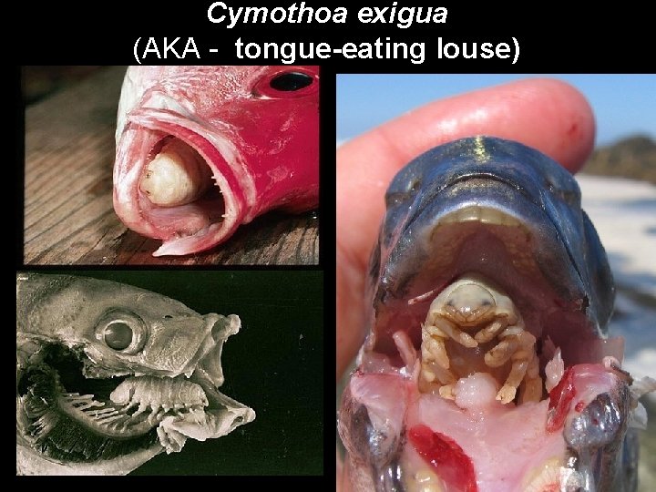 Cymothoa exigua (AKA - tongue-eating louse) 