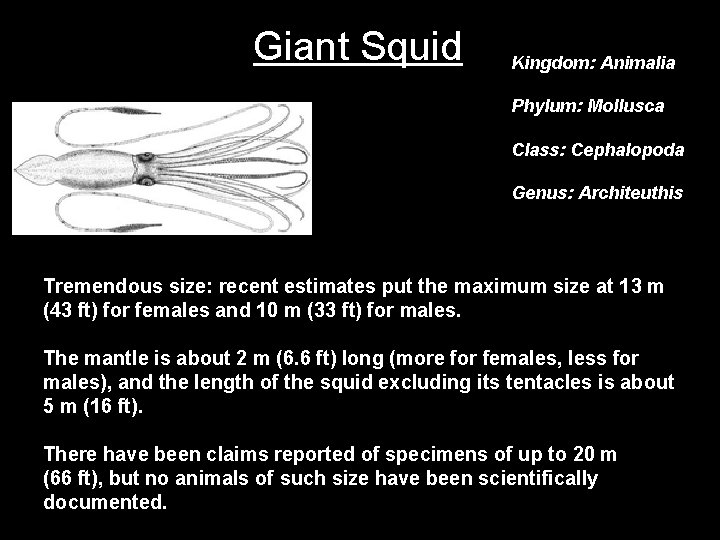 Giant Squid Kingdom: Animalia Phylum: Mollusca Class: Cephalopoda Genus: Architeuthis Tremendous size: recent estimates