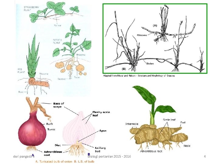 dwi pangesti s biologi pertanian 2015 - 2016 4 
