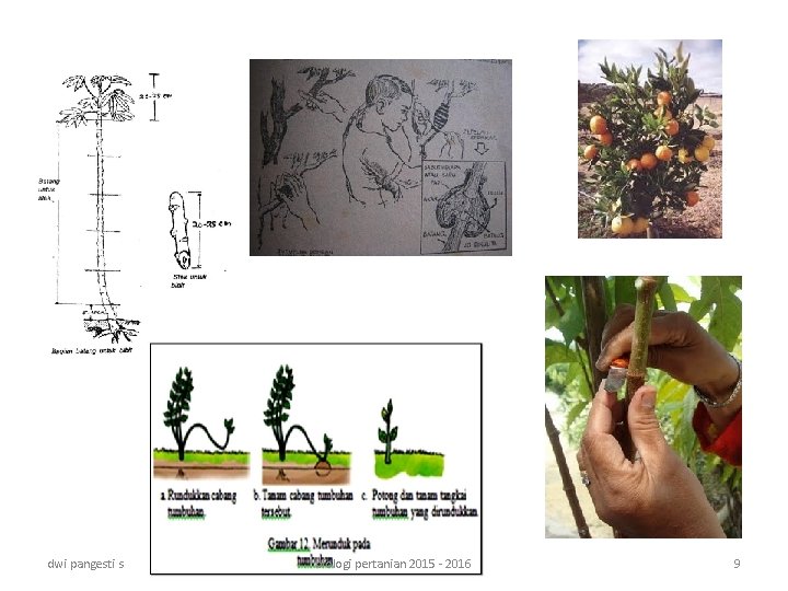dwi pangesti s biologi pertanian 2015 - 2016 9 