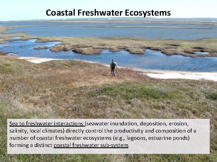 Coastal Freshwater Ecosystems Sea to freshwater interactions (seawater inundation, deposition, erosion, salinity, local climates)