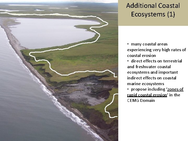 Additional Coastal Ecosystems (1) • many coastal areas experiencing very high rates of coastal