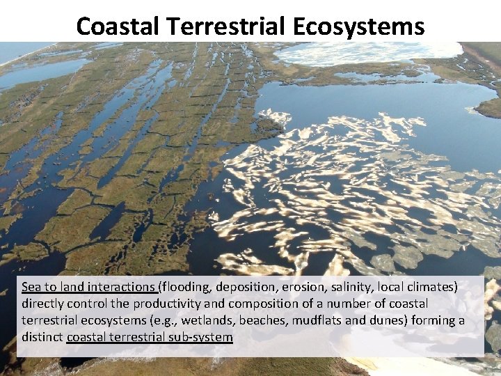 Coastal Terrestrial Ecosystems Sea to land interactions (flooding, deposition, erosion, salinity, local climates) directly