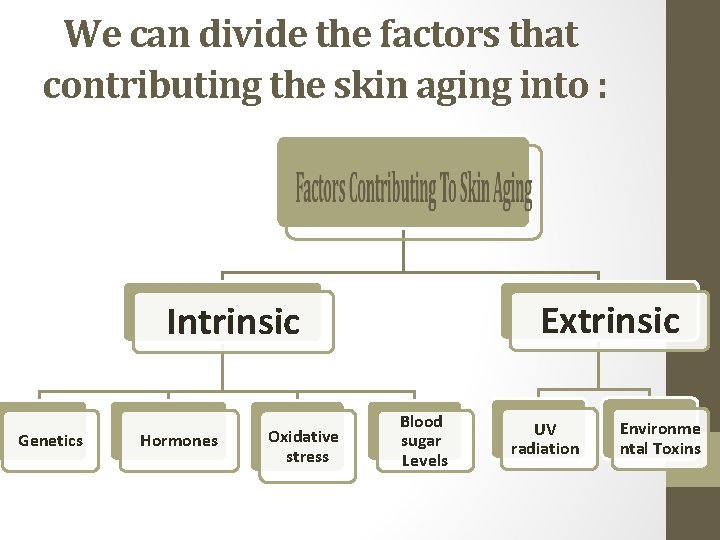 We can divide the factors that contributing the skin aging into : Extrinsic Intrinsic
