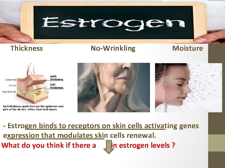  Thickness No-Wrinkling Moisture - Estrogen binds to receptors on skin cells activating genes