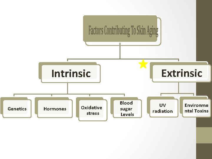 Extrinsic Intrinsic Genetics Hormones Oxidative stress Blood sugar Levels UV radiation Environme ntal Toxins