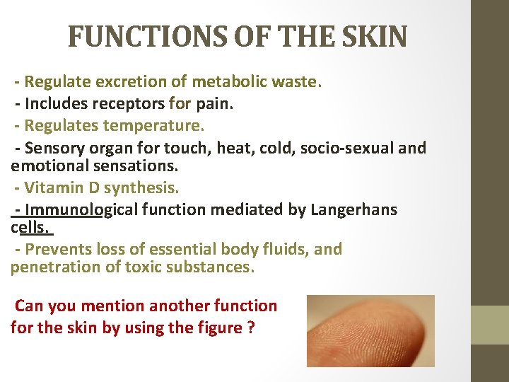 FUNCTIONS OF THE SKIN - Regulate excretion of metabolic waste. - Includes receptors for