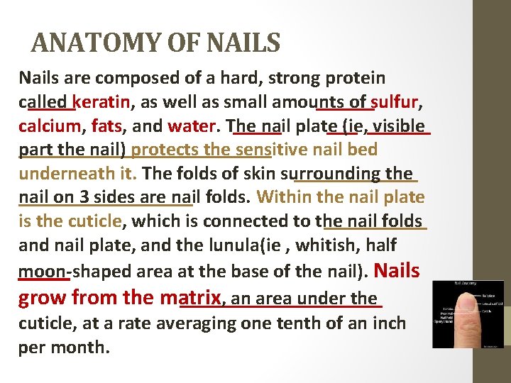 ANATOMY OF NAILS Nails are composed of a hard, strong protein called keratin, as
