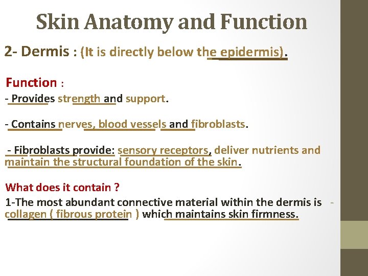 Skin Anatomy and Function 2 - Dermis : (It is directly below the epidermis).