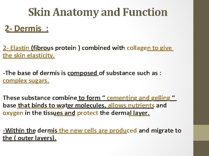 Skin Anatomy and Function 2 - Dermis : 2 - Elastin (fibrous protein )