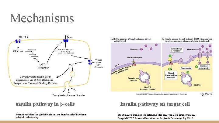 Mechanisms Insulin pathway in β-cells https: //en. wikipedia. org/wiki/Diabetes_mellitus#/media/File: Glucos e-insulin-release. svg Insulin pathway