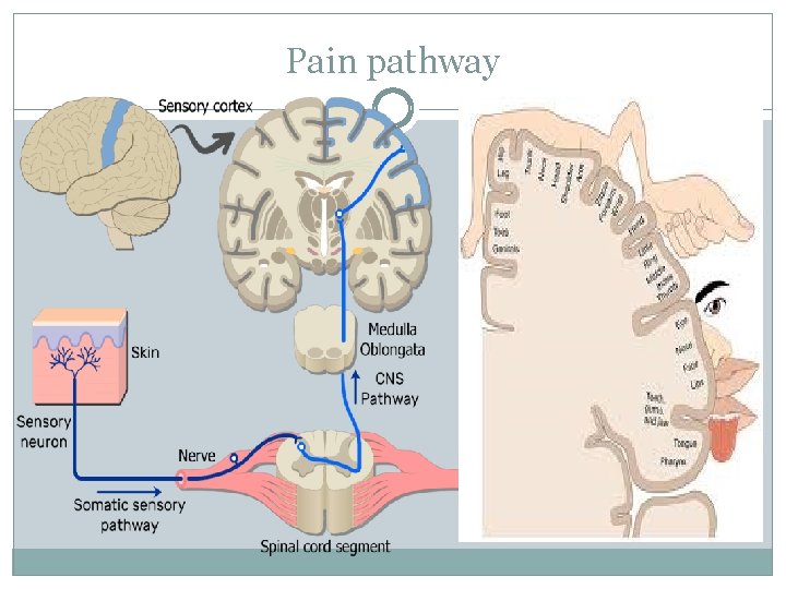 Pain pathway 