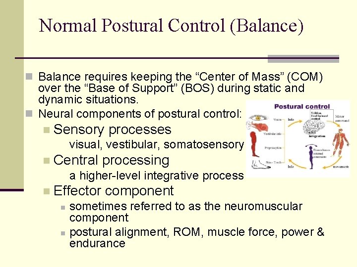 Normal Postural Control (Balance) n Balance requires keeping the “Center of Mass” (COM) over