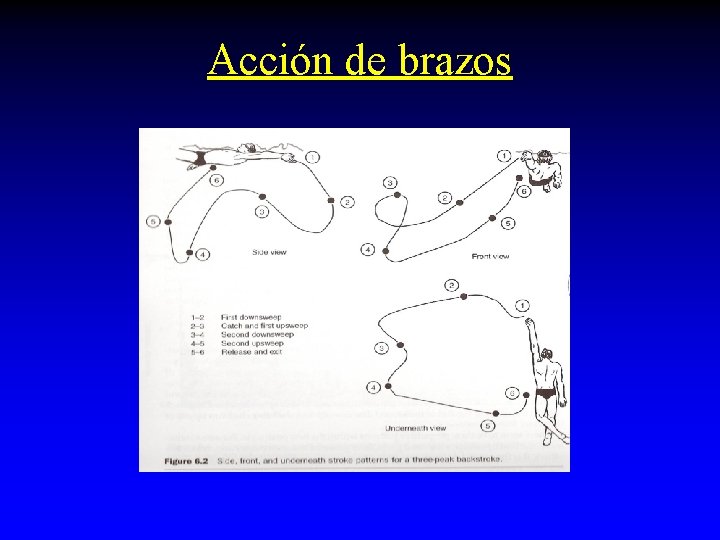 Acción de brazos Acción de brazos