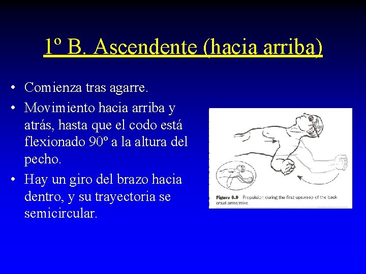 1º B. Ascendente (hacia arriba) • Comienza tras agarre. • Movimiento hacia arriba y 1º B. Ascendente (hacia arriba) • Comienza tras agarre. • Movimiento hacia arriba y