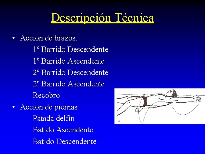 Descripción Técnica • Acción de brazos: 1º Barrido Descendente 1º Barrido Ascendente 2º Barrido Descripción Técnica • Acción de brazos: 1º Barrido Descendente 1º Barrido Ascendente 2º Barrido