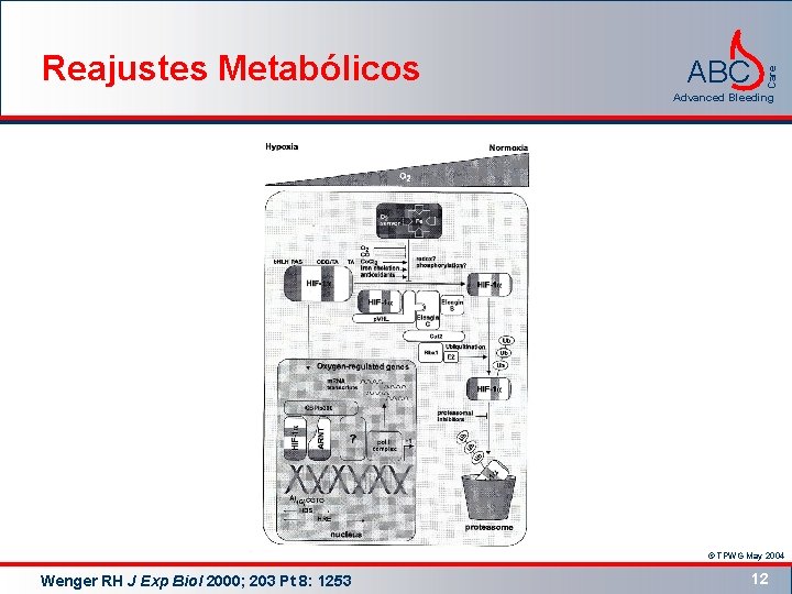 ABC Care Reajustes Metabólicos Advanced Bleeding © TPWG May 2004 Wenger RH J Exp