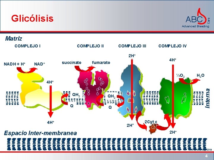 Glicólisis Care ABC Advanced Bleeding Matriz COMPLEJO III 2 H+ NADH + H+ succinato