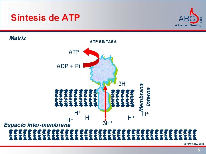 ABC Care Síntesis de ATP Advanced Bleeding Matriz ATP SINTASA ATP ADP + Pi