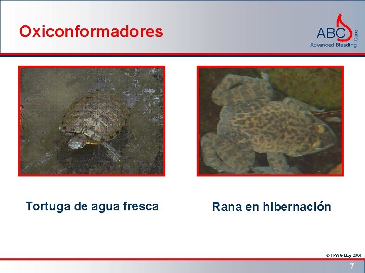 ABC Care Oxiconformadores Advanced Bleeding Tortuga de agua fresca Rana en hibernación © TPWG