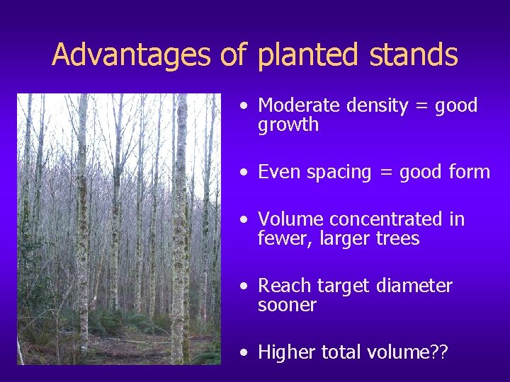 Advantages of planted stands • Moderate density = good growth • Even spacing =