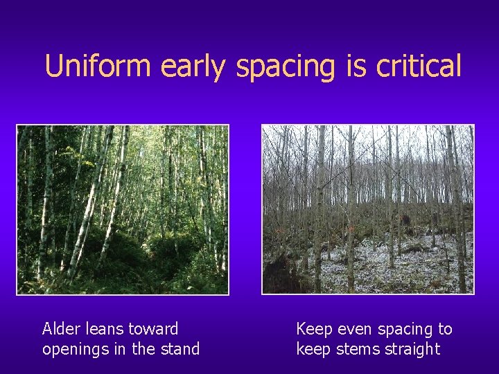 Uniform early spacing is critical Alder leans toward openings in the stand Keep even