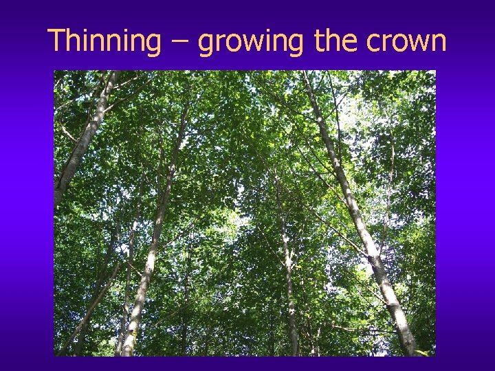 Thinning – growing the crown 