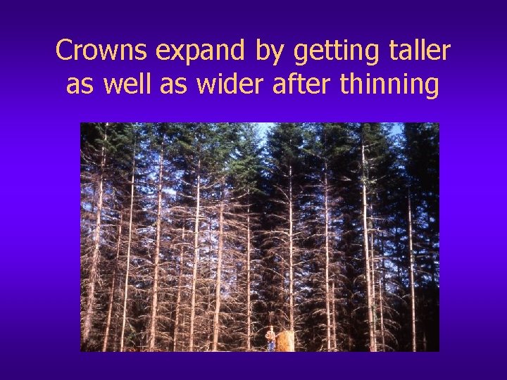 Crowns expand by getting taller as well as wider after thinning 