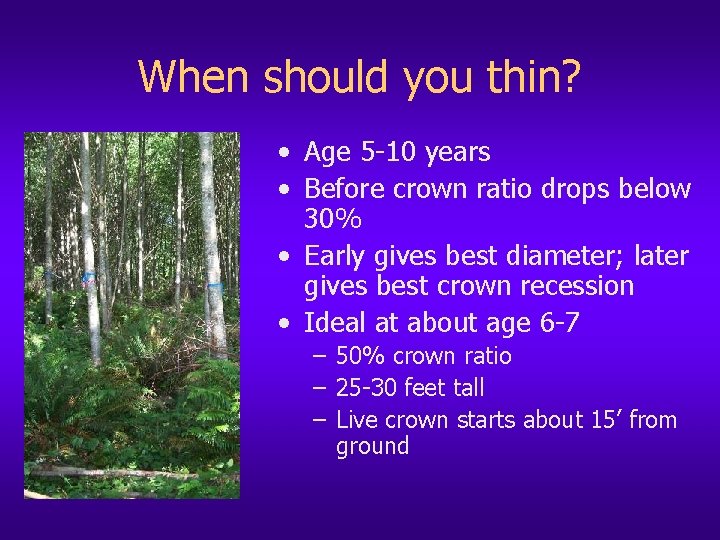 When should you thin? • Age 5 -10 years • Before crown ratio drops
