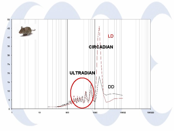 LD CIRCADIAN ULTRADIAN DD 