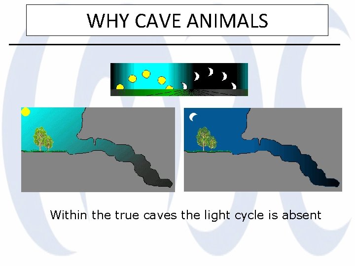 WHY CAVE ANIMALS Within the true caves the light cycle is absent 