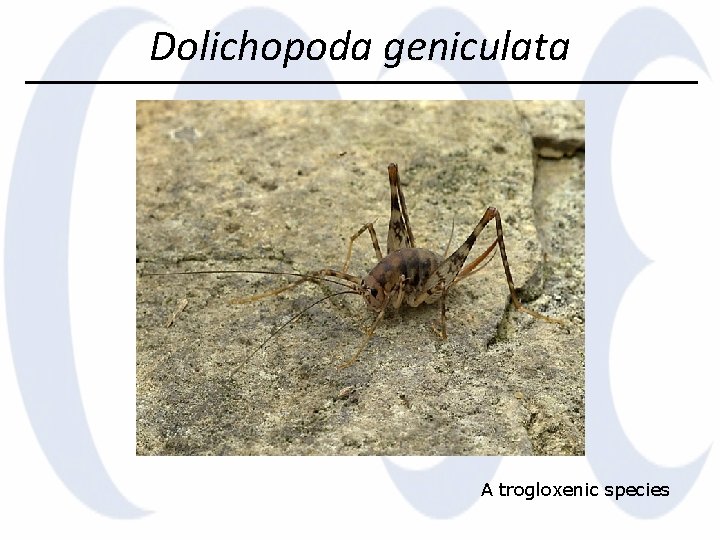 Dolichopoda geniculata A trogloxenic species 